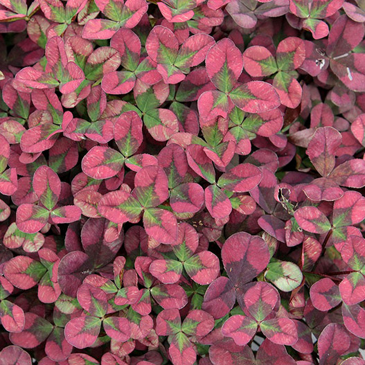 クローバー ティント 