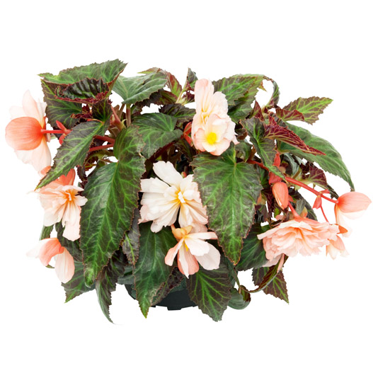 ベゴニア　サマーウィング 