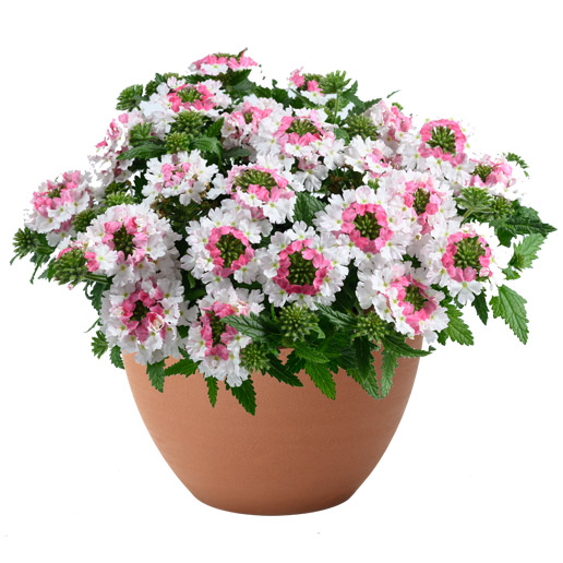 バーベナ　ヴァネッサ コンパクト 