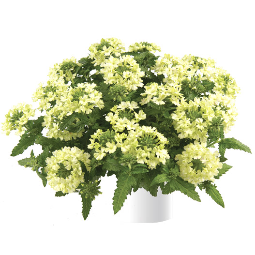 バーベナ　ヴァネッサ コンパクト 