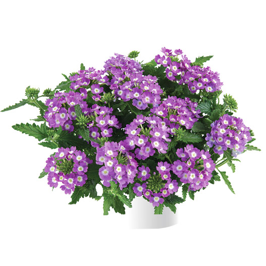 バーベナ　ヴァネッサ コンパクト 