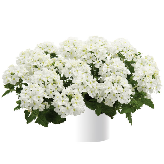 バーベナ　ヴァネッサ コンパクト 