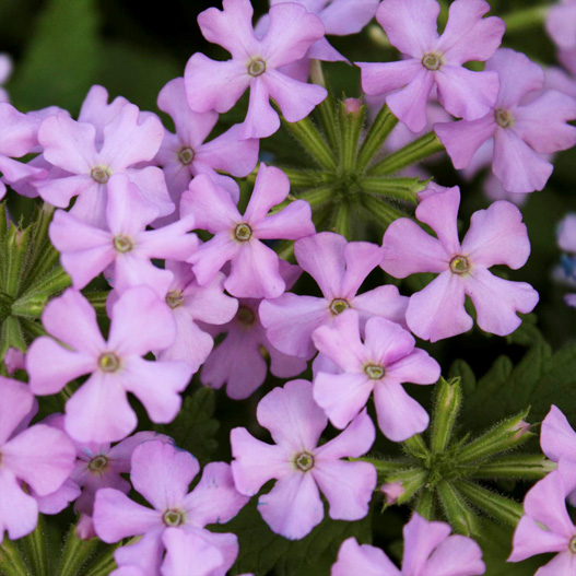 バーベナ　ヴァネッサ コンパクト 