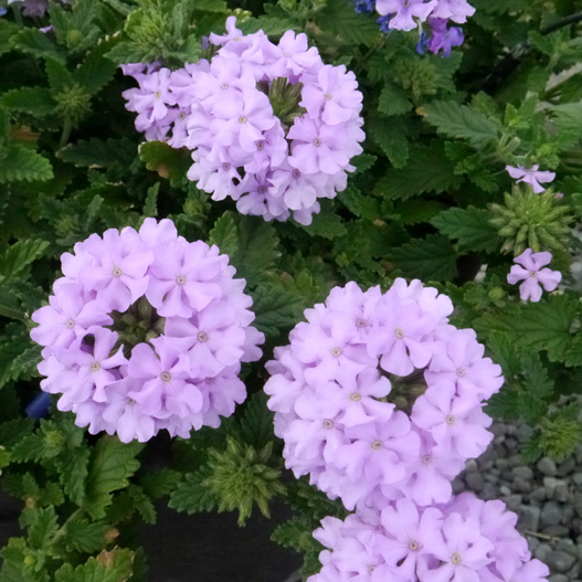 バーベナ　ヴァネッサ コンパクト 