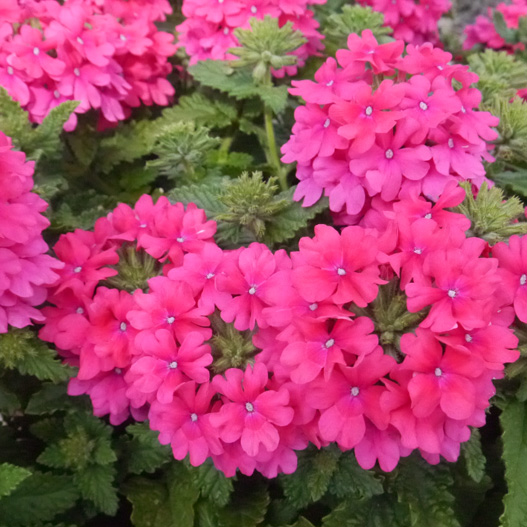 バーベナ　ヴァネッサ コンパクト 