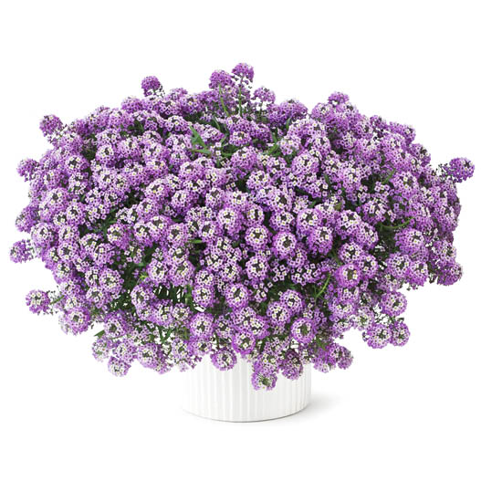 ロブラリア(アリッサム)　ストリーム 