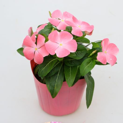 ビンカ　桃のときめき 