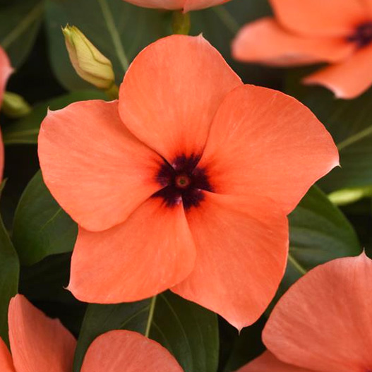 ビンカ　タトゥー シリーズ 