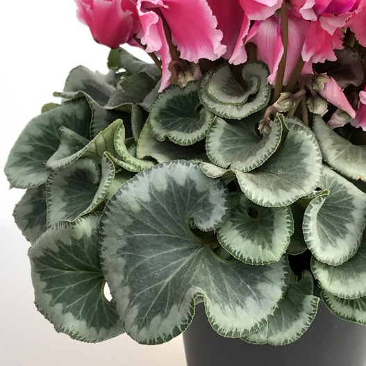 シクラメン 大栄 ボニート｜WEBカタログ｜未来アグリス株式会社|未来