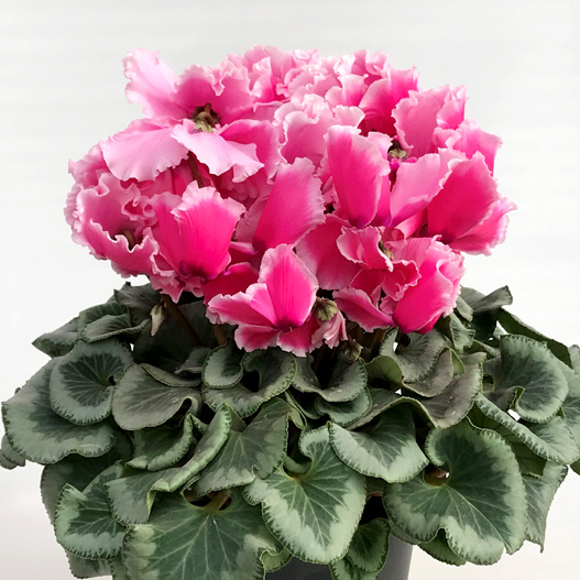 シクラメン 大栄 ボニート｜WEBカタログ｜未来アグリス株式会社|未来