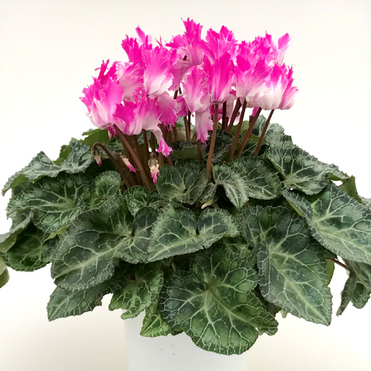 シクラメン　大内ラビリンス 