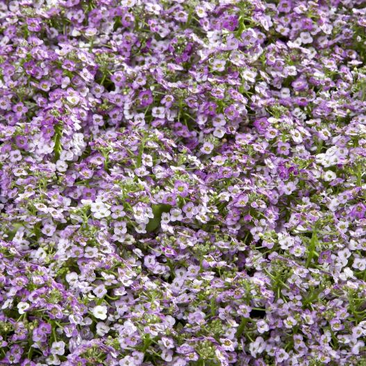 アリッサム　ワンダーランド シリーズ 