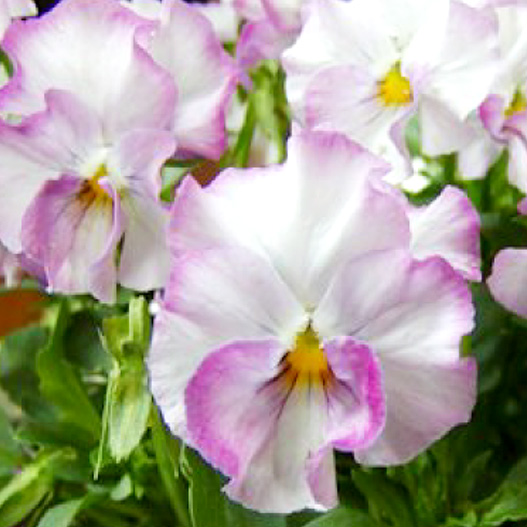 パンジー　花ろまん すみれ 