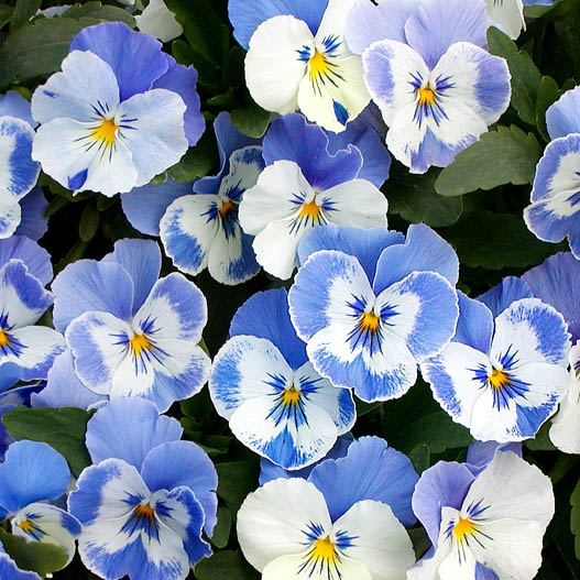 パンジー　ユニーク系 