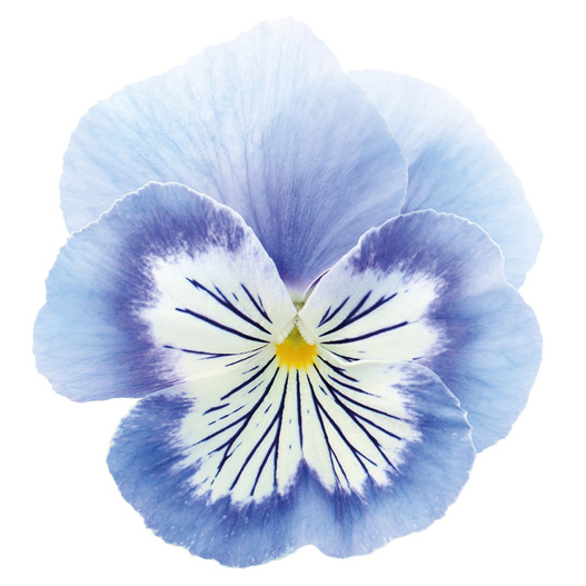 パンジー　キャッツプラス 