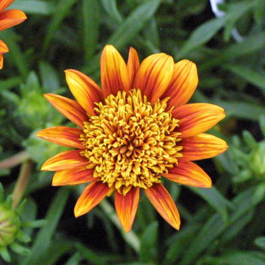 ガザニア　ニューコレクション 