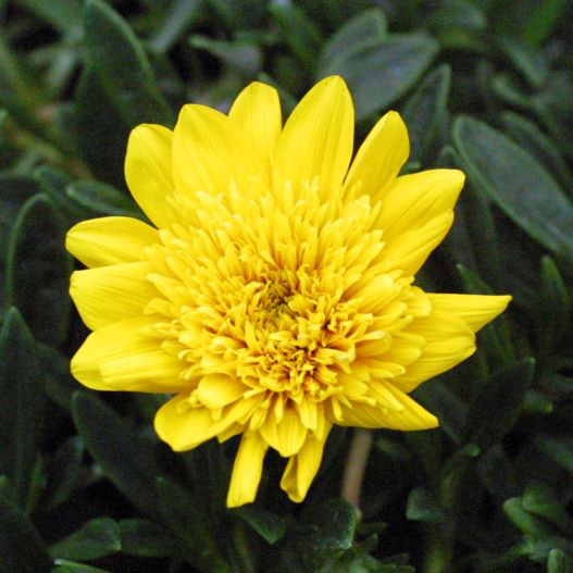 ガザニア　ニューコレクション 