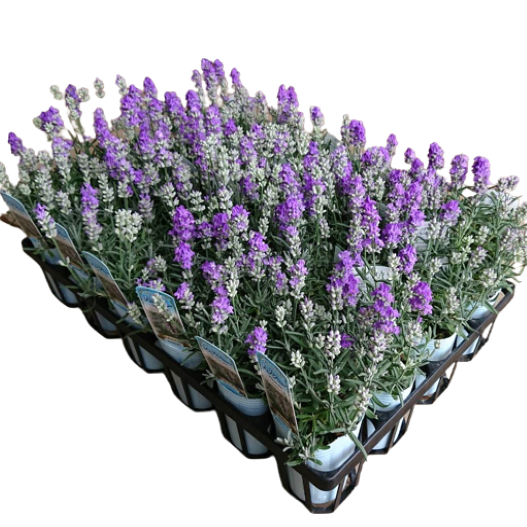 ラベンダー　カノンスター 