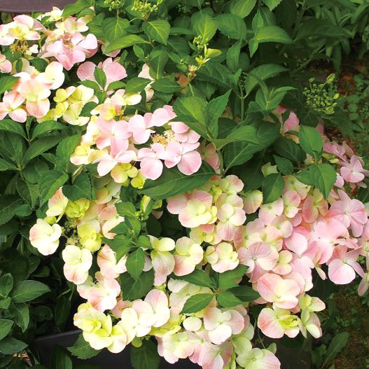 ハイドランジア　フレンチボレロ 