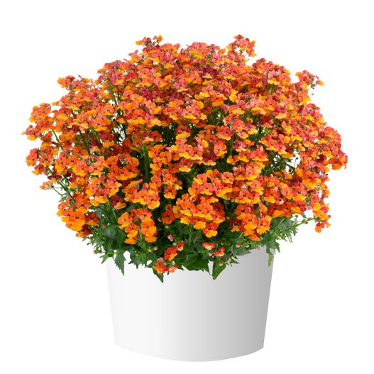 ネメシア　ネシア 