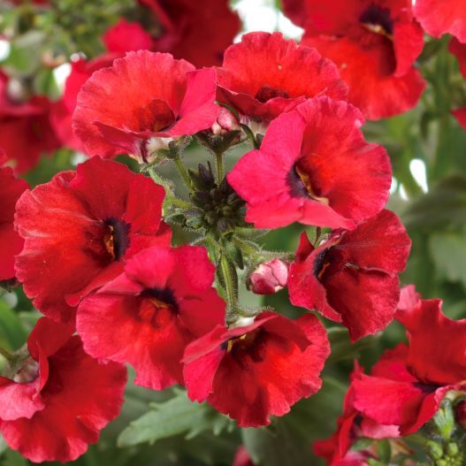 ネメシア　ネシア 