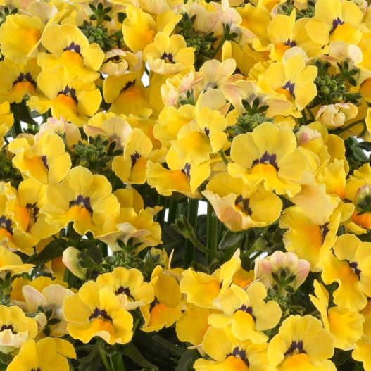 ネメシア　ネシア 