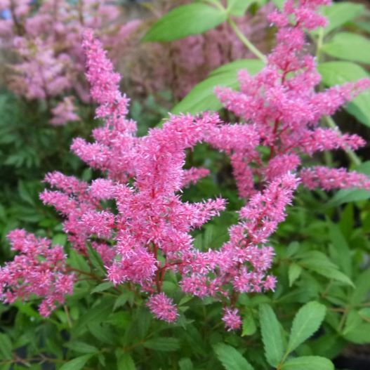 アスチルベ　アスタリー 