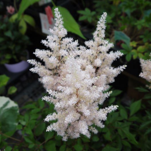 アスチルベ　アスタリー 