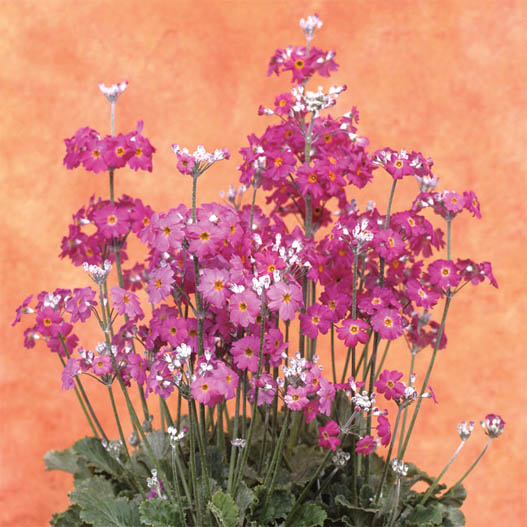 プリムラ マラコイデス　うぐいす 