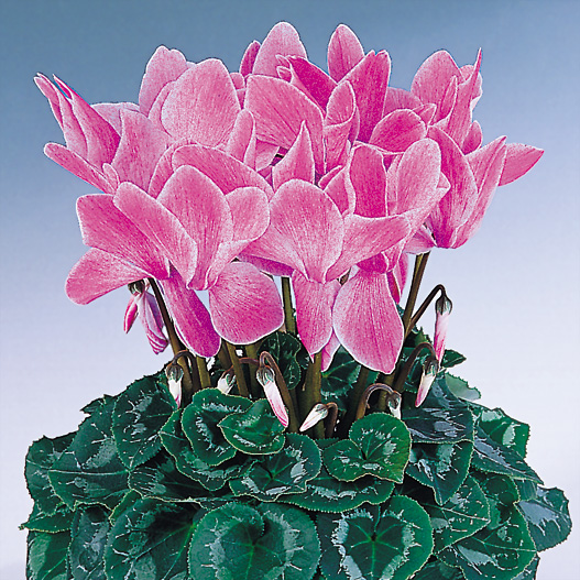 シクラメン F1　ハリオス 