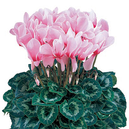 シクラメン F1　ハリオス 