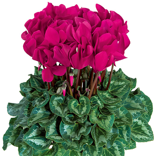 シクラメン F1　ハリオス 