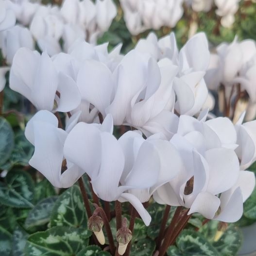 シクラメン　スマーティス Kミックス 