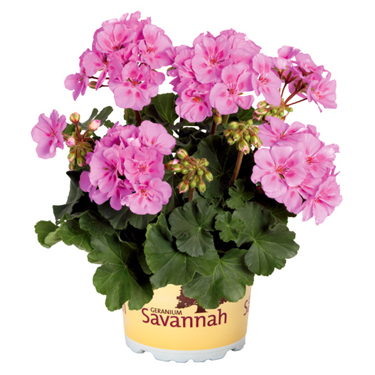 ゼラニウム　サバンナ シリーズ 