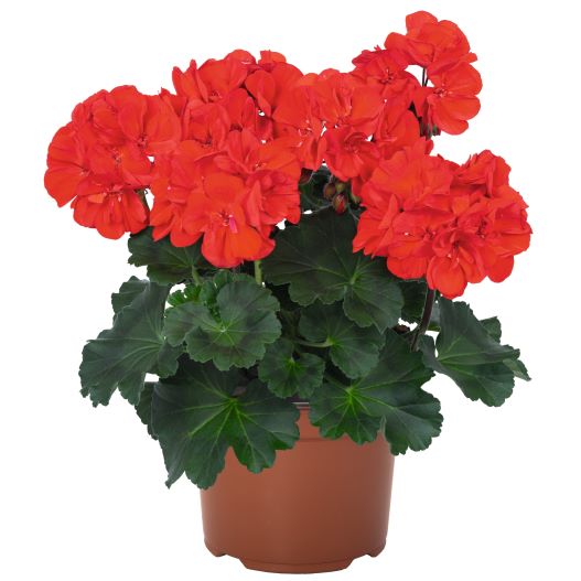 ゼラニウム　サバンナ シリーズ 