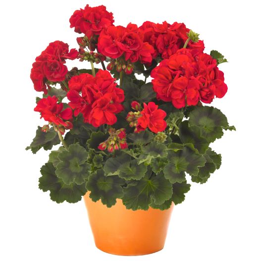 ゼラニウム　サバンナ シリーズ 