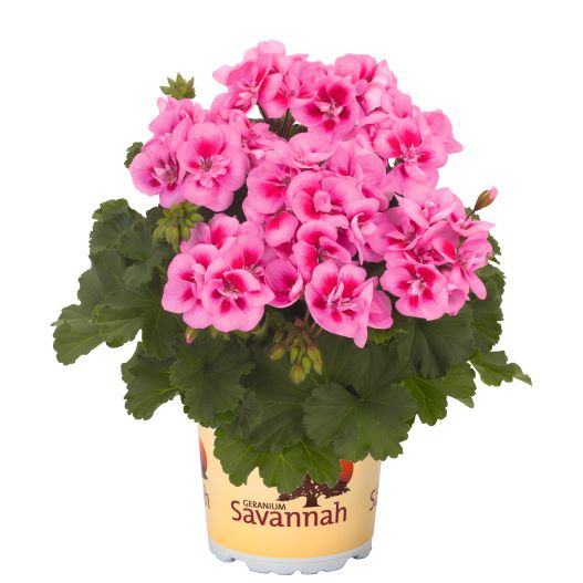 ゼラニウム　サバンナ シリーズ 