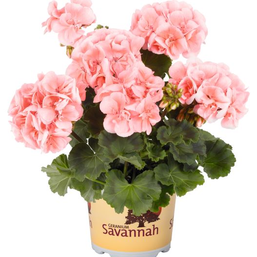 ゼラニウム　サバンナ シリーズ 