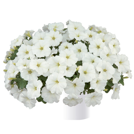 ペチュニア　レイ シリーズ 