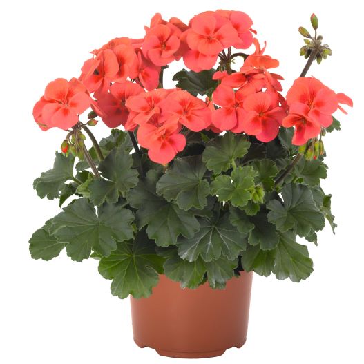 ゼラニウム　サリタ シリーズ 