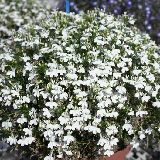 ロベリア　キュラソー 