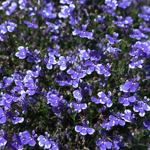 ロベリア　キュラソー 