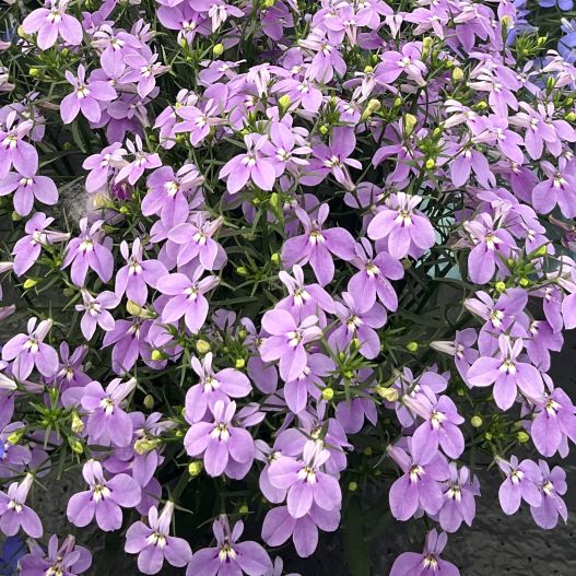 ロベリア　キュラソー 