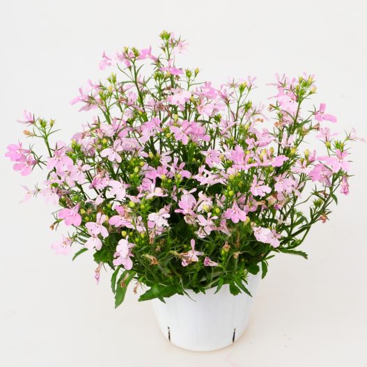 ロベリア　アーリースプリング 