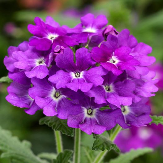 バーベナ　ラナイアップ 