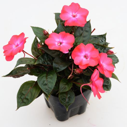 ニューギニアインパチェンス　ソルルナ 