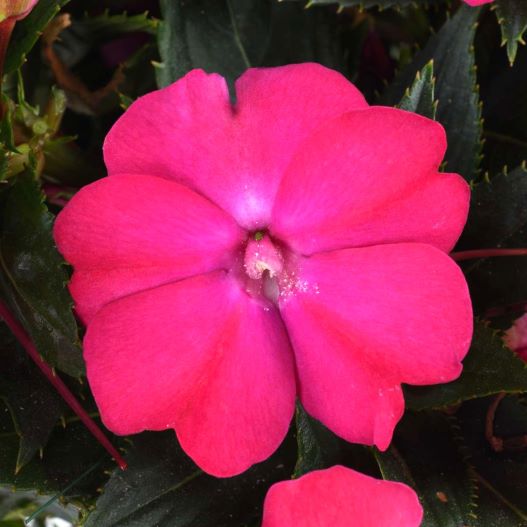 ニューギニアインパチェンス　ソルルナ 