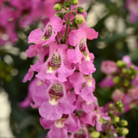 アンゲロニア　アークエンジェル 