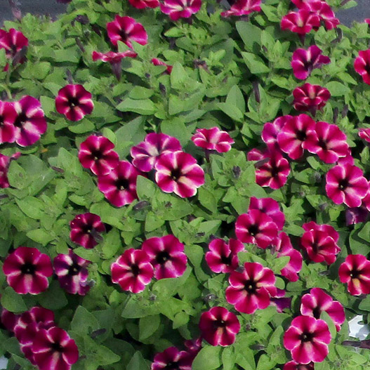 ペチュニア　YES! シリーズ 