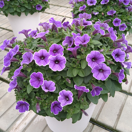 ペチュニア　YES! シリーズ 